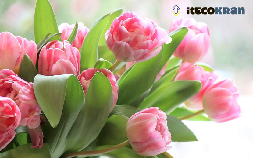 Новости Itecokran